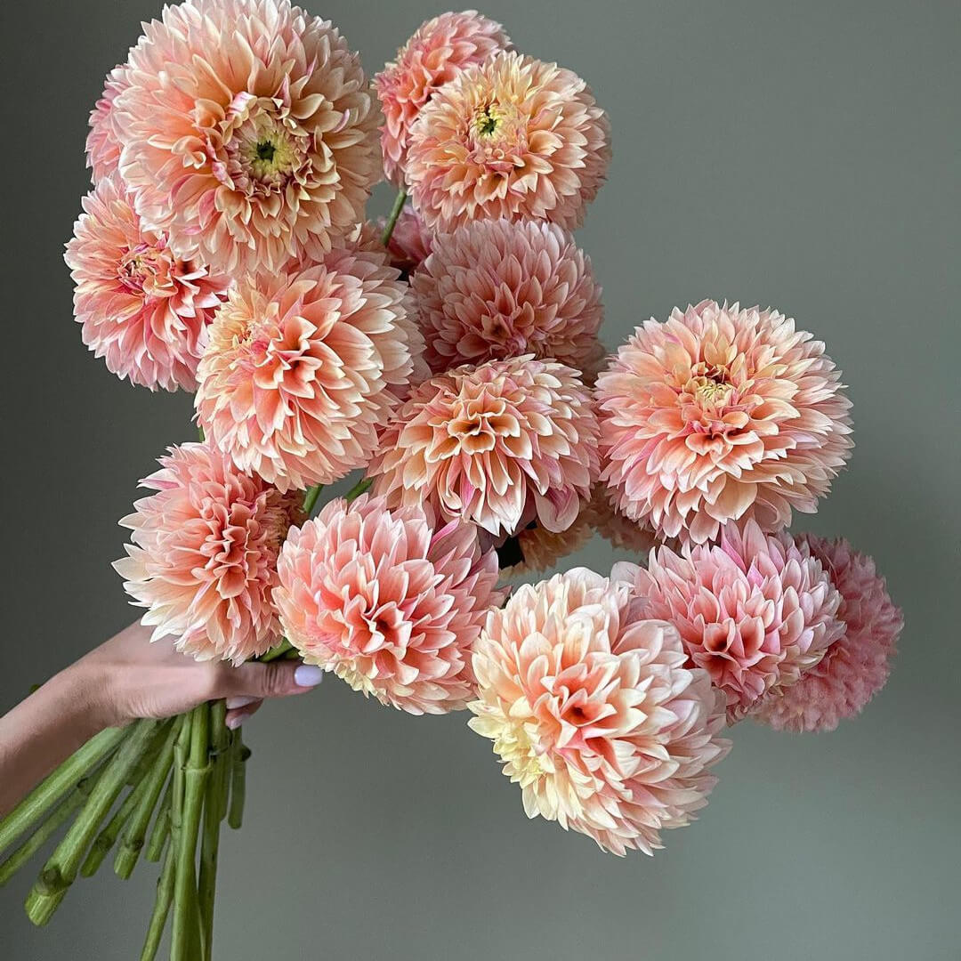 9 Розовых Георгинов